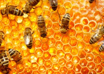 Fenomenele meteo nefavorabile au compromis în acest an producţia de miere. Apicultorii spun că vor înregistra pierderi considerabile | VIDEO
