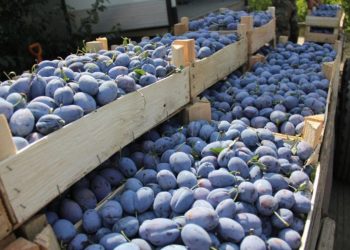 В Россию не пропустили партию слив из Молдовы