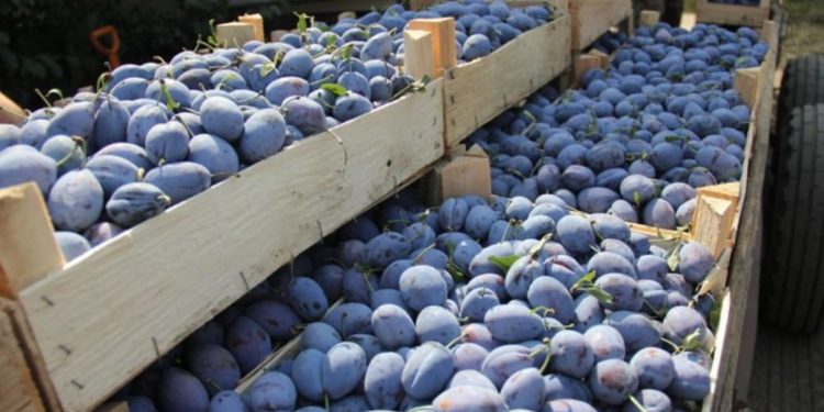 В Россию не пропустили партию слив из Молдовы