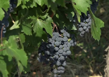 Producători de struguri din satul Gura Galbenei: Seceta și înghețurile ne-au afectat roada în proporție de 50-60%. Statul nu a intervenit cu niciun ajutor | VIDEO