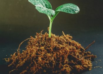 Agricultorii mai au o zi la dispoziție pentru a solicita compensarea pierderilor | VIDEO