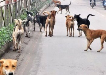 Mai mulți locuitori din Chișinău trăiesc cu frica-n sân: atât ei, cât și copiii lor ar putea fi atacați de câinii vagabonzi | VIDEO