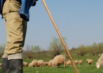 Un microbuz a spulberat o turmă la Ialoveni: 19 oi au murit pe loc