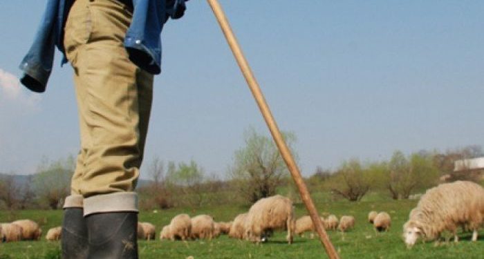 Un microbuz a spulberat o turmă la Ialoveni: 19 oi au murit pe loc