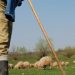 Un microbuz a spulberat o turmă la Ialoveni: 19 oi au murit pe loc