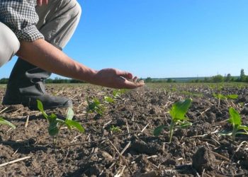 Nereguli la evaluarea pagubelor. Câți bani au ajuns în conturile fermierilor afectați de secetă