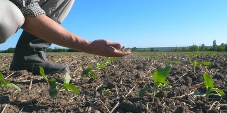 Nereguli la evaluarea pagubelor. Câți bani au ajuns în conturile fermierilor afectați de secetă