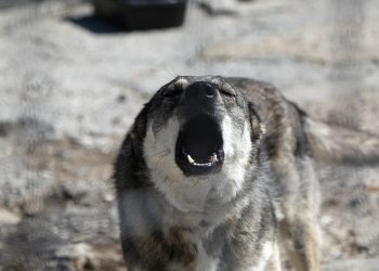 Pe teritoriul R. Moldova au fost depistate patru cazuri de rabie. Vaccinarea de urgență, demarată