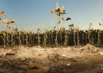 Moldova se confruntă cu cea mai gravă secetă din ultimii 13 de ani. Ecologiștii critică soluția Guvernului: Riscăm să rămânem fără rezerve de apă! | VIDEO