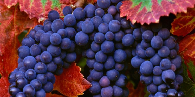В этом году урожай винограда будет на 50% меньше