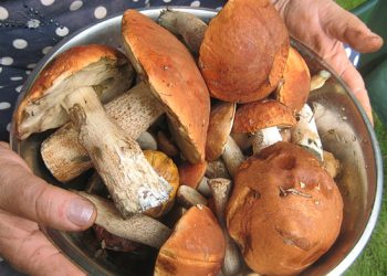 За минувшую неделю в Молдове зарегистрировано 46 случаев отравления грибами