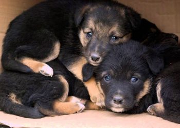 Жестокость без границ: Трое щенков были заживо закопаны в землю на одной из столичных улиц | VIDEO