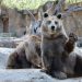 Pregătiri de iarnă: Cum vor fi încălzite și răsfățate cele peste 1100 de animale de la Grădina Zoologică din Chișinău | VIDEO