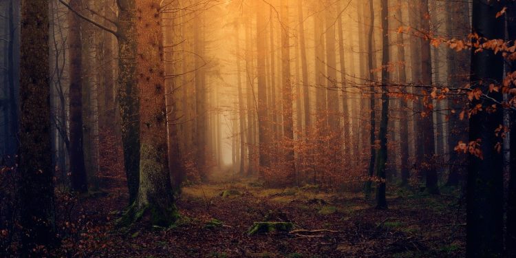 Alertă la Șoldănești. O fetiță s-ar fi rătăcit în pădure