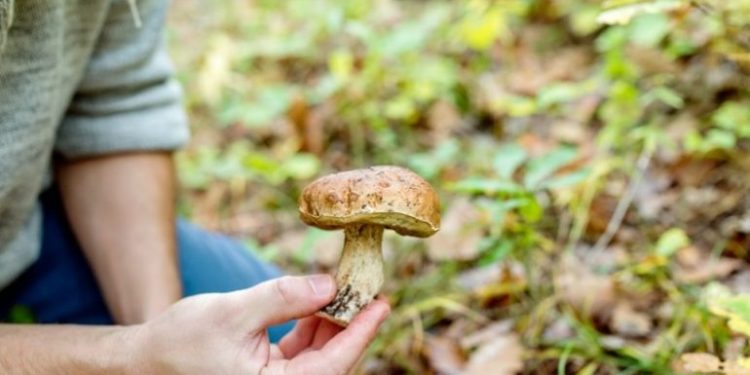 Doi moldoveni au decedat după ce au mâncat ciuperci. Cum putem preveni intoxicaţiile de acest fel