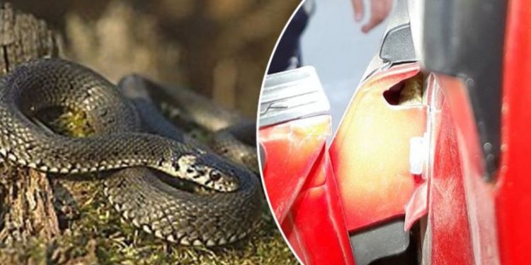 „Surpriză” pentru un șofer din Chișinău: Un șarpe a apărut pe parbriz în plin trafic