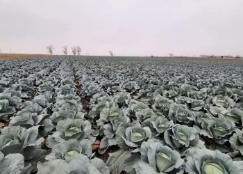 Un fermier din satul Roșcani se plânge că peste 100 de tone de varză riscă să se strice pe câmp: Autoritățiile trebuie să prezinte o soluție cât mai curând | VIDEO