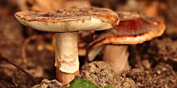 Atenție la ce consumați! 12 moldoveni, intoxicați cu ciuperci într-o singură zi