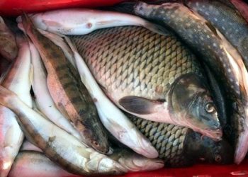 Comercianții de pește vor fi verificați și de inspectorii pentru protecția mediului