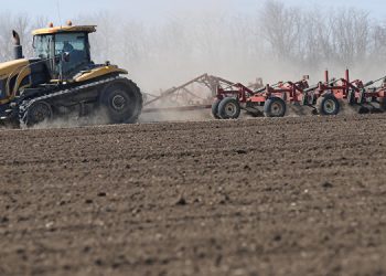 Из-за пандемии и непогоды овощеводы терпят убытки. В хозяйстве фермера из села Рошкань на полях может сгнить более 100 тонн капусты | VIDEO