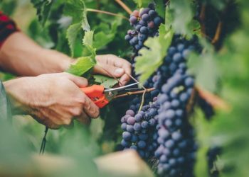 Cea mai mică recoltă de struguri în Republica Moldova din ultimii zece ani