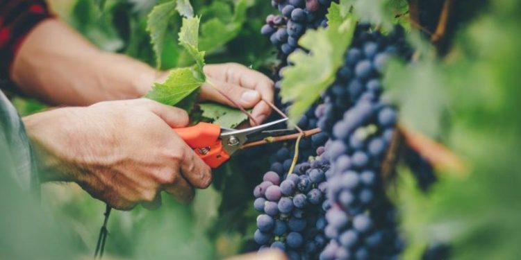 Cea mai mică recoltă de struguri în Republica Moldova din ultimii zece ani