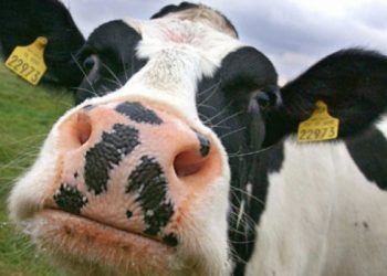 O văcuță de 300 de kg, salvată dintr-o groapă cu adâncimea de trei metri | VIDEO