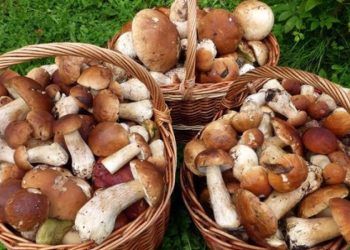 „Deliciul” otrăvitor al pădurii. Specialiștii avertizează: De la începutul lunii, 44 de persoane au ajuns la spital după ce au consumat ciuperci | VIDEO