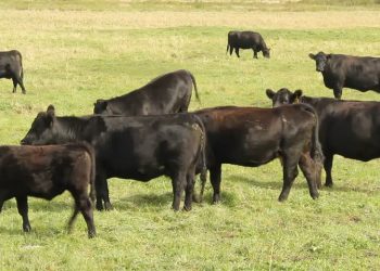 Fermierii vor fi susținuți de Guvern. În ce condiții pot fi accesate plățile per cap de animal