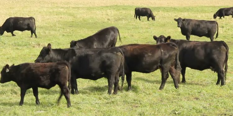 Fermierii vor fi susținuți de Guvern. În ce condiții pot fi accesate plățile per cap de animal