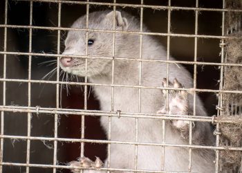 В Дании признали ошибкой убийство всех норок из-за коронавируса