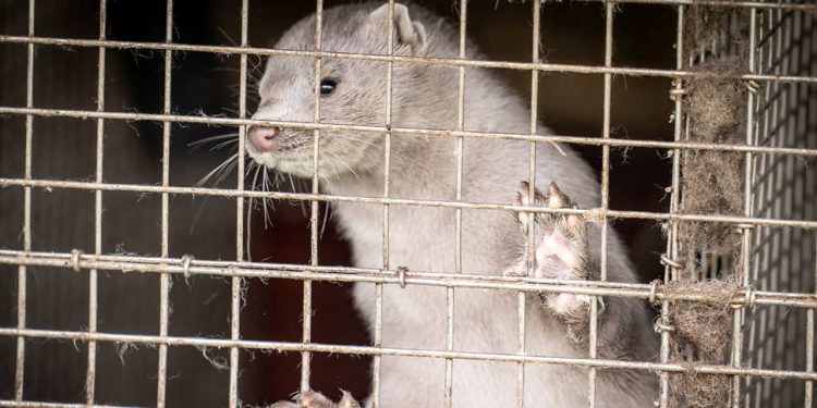 В Дании признали ошибкой убийство всех норок из-за коронавируса