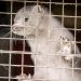 В Дании признали ошибкой убийство всех норок из-за коронавируса