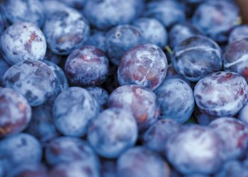 Около 20 тонн сливы из Молдовы не пустили в Россию