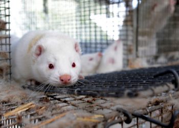 Крупнейший в мире производитель меха норок объявил о ликвидации из-за уничтожения зверьков в Дании