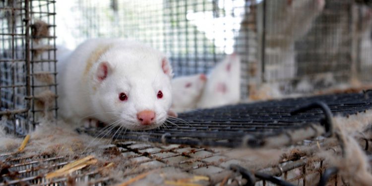 Крупнейший в мире производитель меха норок объявил о ликвидации из-за уничтожения зверьков в Дании