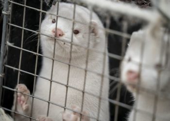 В Дании введут запрет на разведение норок