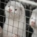 В Дании введут запрет на разведение норок