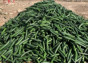 Agricultorii spanioli au distrus până la 10 procente din roada de castraveți și alte legume strânsă în acest an | VIDEO