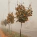 Alertă meteo: Cod Galben de ceață. Zonele vizate, riscuri și recomandări