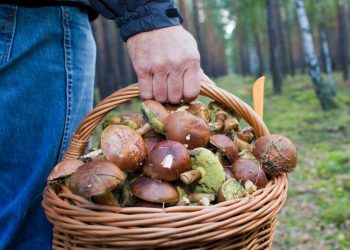 Тревожный рост отравления грибами. 20 из 25 человек повторно попадают в больницы | VIDEO