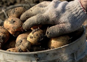 În așteptarea cumpărătorilor: Producătorii de cartofi din țara noastră nu au unde își vinde roada | VIDEO