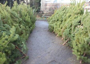 Moldsilva планирует снизить цены на новогодние ёлки