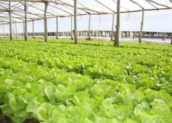 Guvernul a aprobat un program de dezvoltare a horticulturii pentru următorii cinci ani