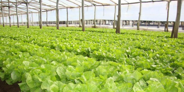 Guvernul a aprobat un program de dezvoltare a horticulturii pentru următorii cinci ani