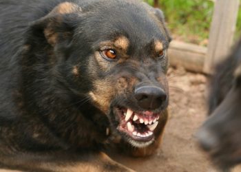 8 cazuri pozitive de rabie, confirmate în mai multe localități din țară