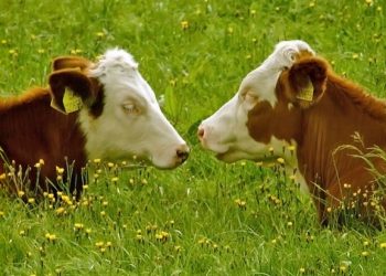 Veste bună pentru fermieri. Vor beneficia de subvenții pentru fiecare cap de animal, proiect elaborat de deputații Partidului „ȘOR” | VIDEO