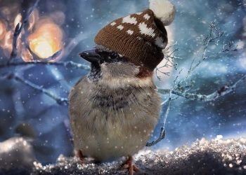 Vremea se răcește semnificativ. Primele îngețuri mai consistente pe întreg teritoriul țării