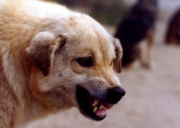 Chișinăuienii, terorizați de maidanezi. Consilierii municipali din partea PP ”ȘOR” au o soluție pentru a rezolva problema câinilor vagabonzi | VIDEO