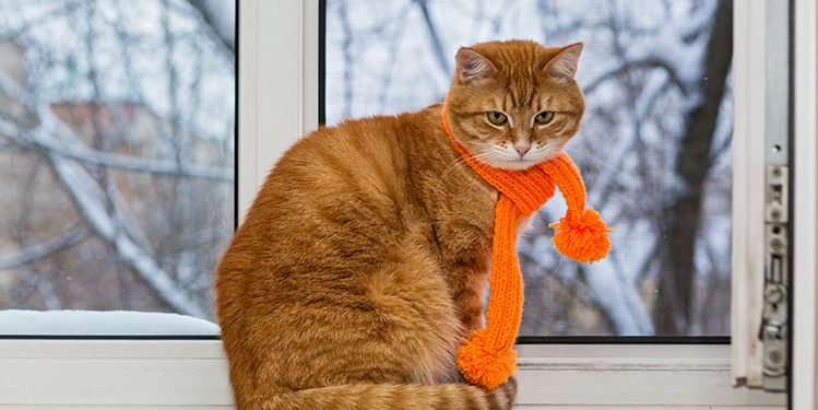 Marina Tauber: Parlamentul nu e grădiniță; am fost aleși în Legislativ să lucrăm, nu ca să ne jucăm